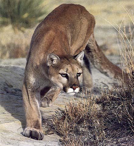 Cougar-04.jpg