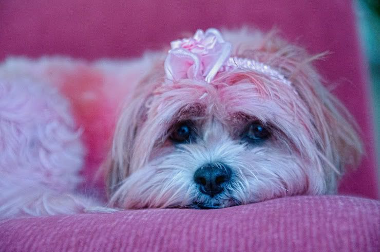 pinkby445.jpg