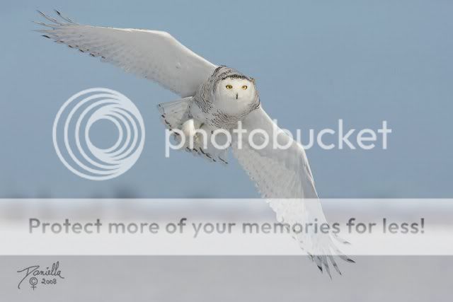 BeautifulSnowOwl7.jpg