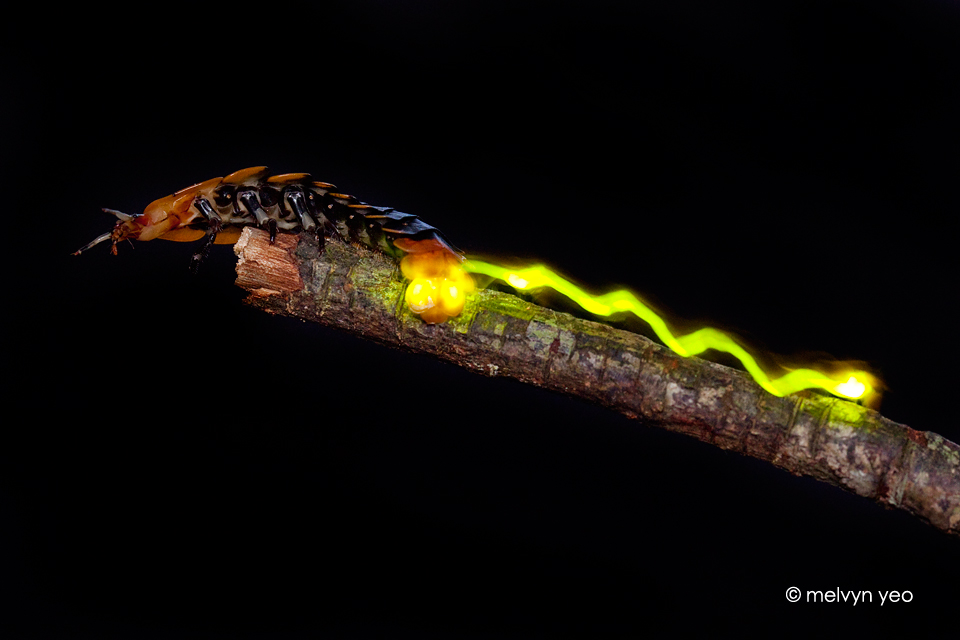 firefly_larvae_light_trail_by_melvynyeo-d4t0q7v.jpg