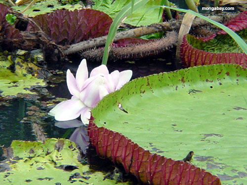 victoria_water_lily.jpg