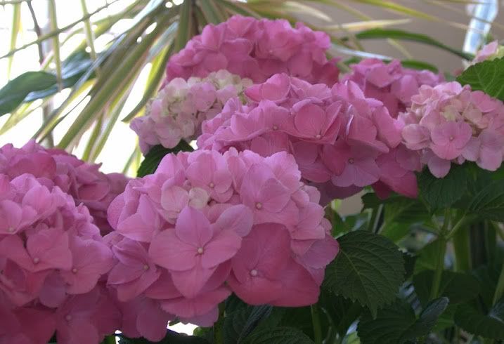 pinkby048.jpg