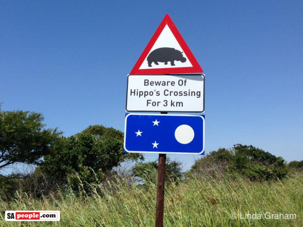 hippo-crossing-590x443.png