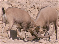 090907083641_ibex_1.jpg