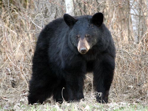 Black-Bear-03.jpg