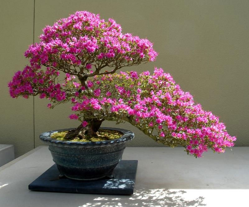 Bonsai_Trident_Maple.jpg