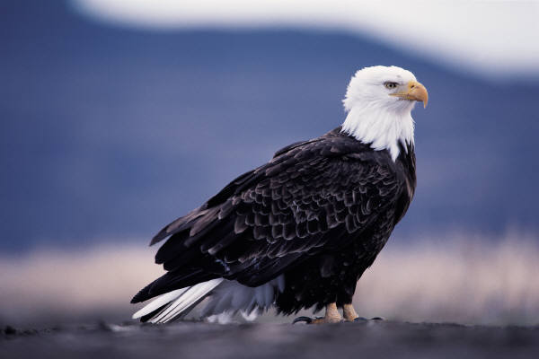 Bald+Eagle.jpg