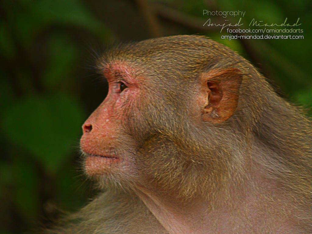 lady_posing_for_photo_by_amjad_miandad-d6b68jg.jpg