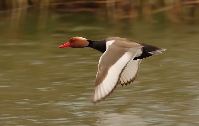 rc-pochard.jpg