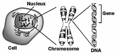 CellChromoDNAGene.gif