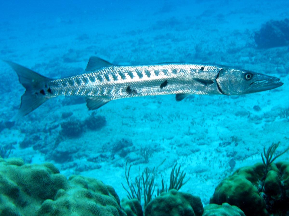 Barracuda4.jpg