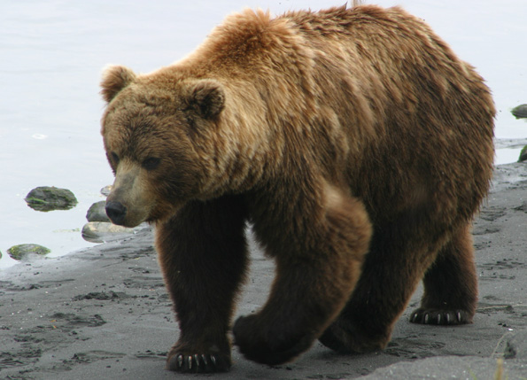 Brown-Bear-02.jpg