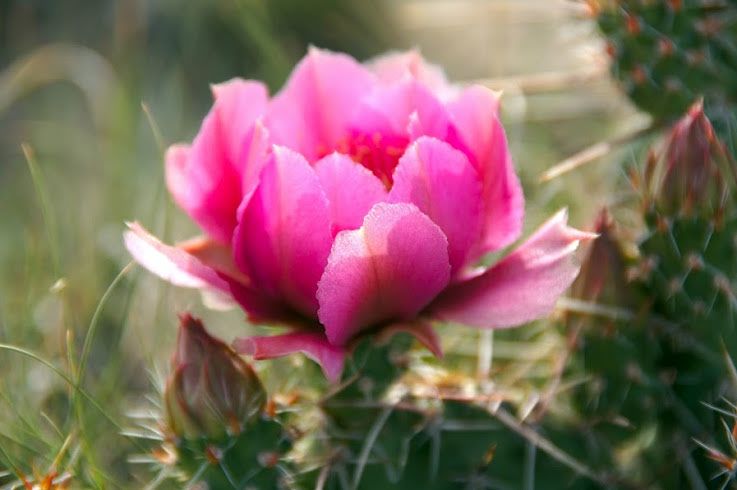 Pinkby026.jpg