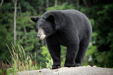 Black-Bear-05.jpg