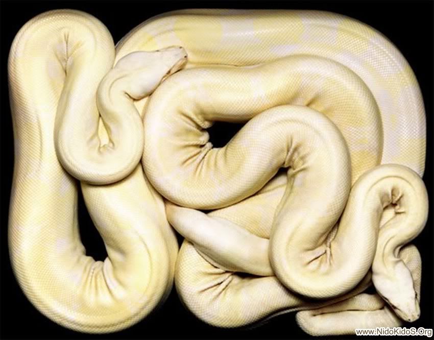 white-phyton.jpg