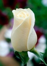 small_rose_bud_white2_1306025800.jpg