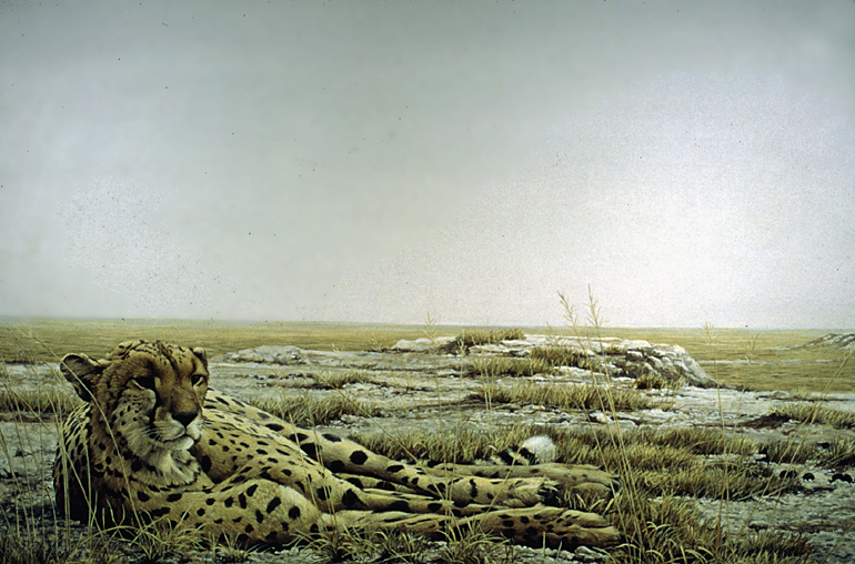 CheetahSiesta.jpg