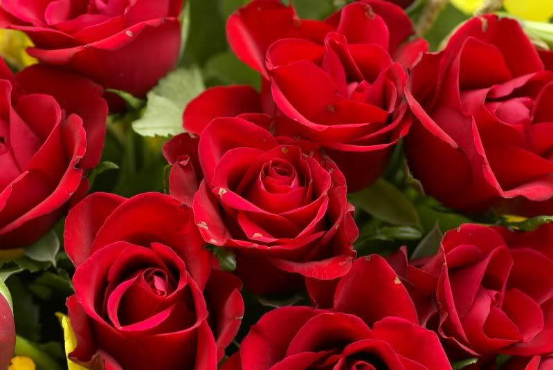 red-roses-bouquet.jpg