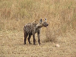 250px-HyenaTanzania.JPG