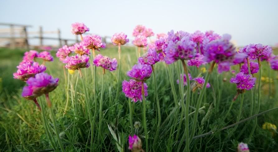 Pinkby125.jpg