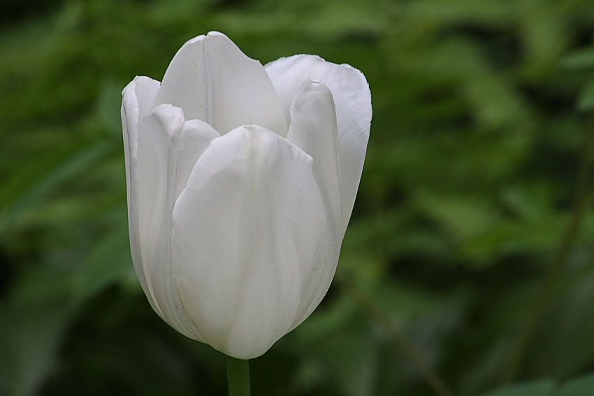 WhiteTulip.jpg