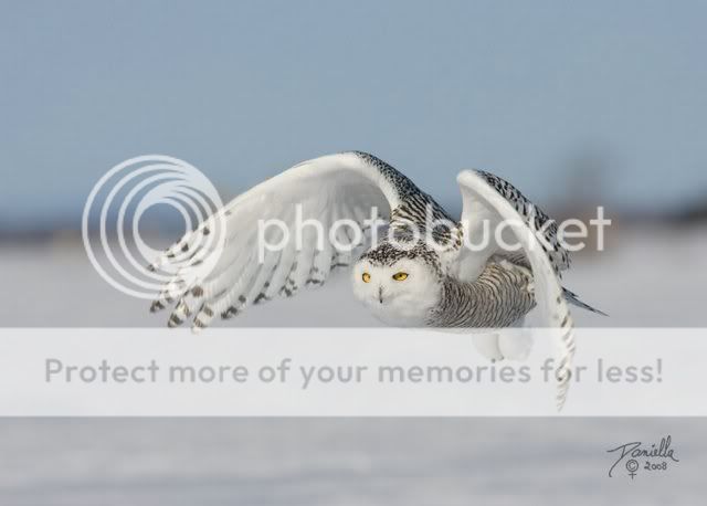 BeautifulSnowOwl16.jpg