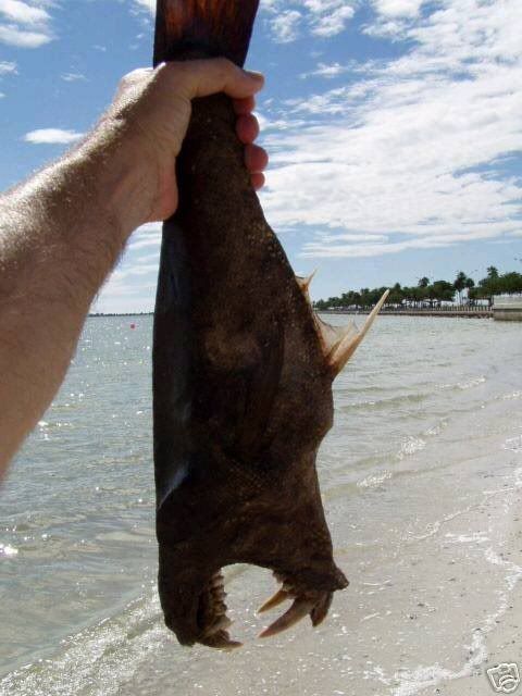 devil_fish_006.jpg