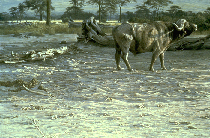 BuffaloAmboseli.jpg