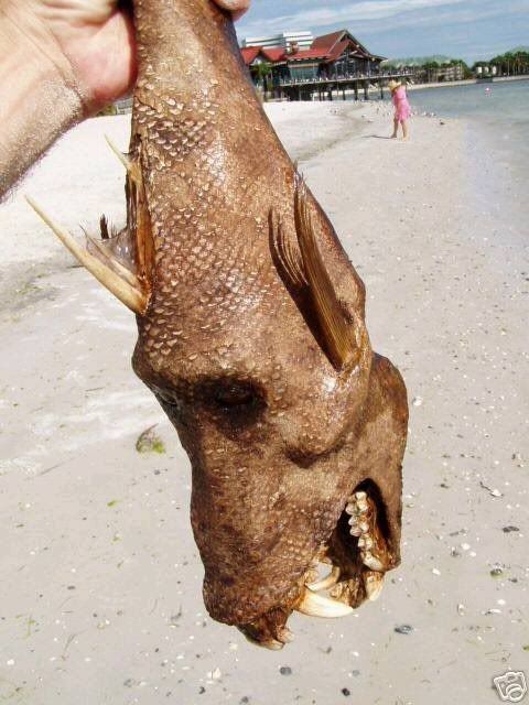 devil_fish_005.jpg