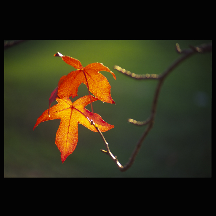 autumn-leaves.jpg