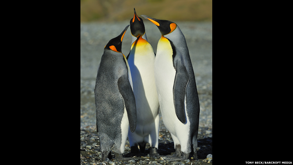 130122122757_bm_penguins_08.jpg