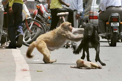 monkey-rascue02.jpg