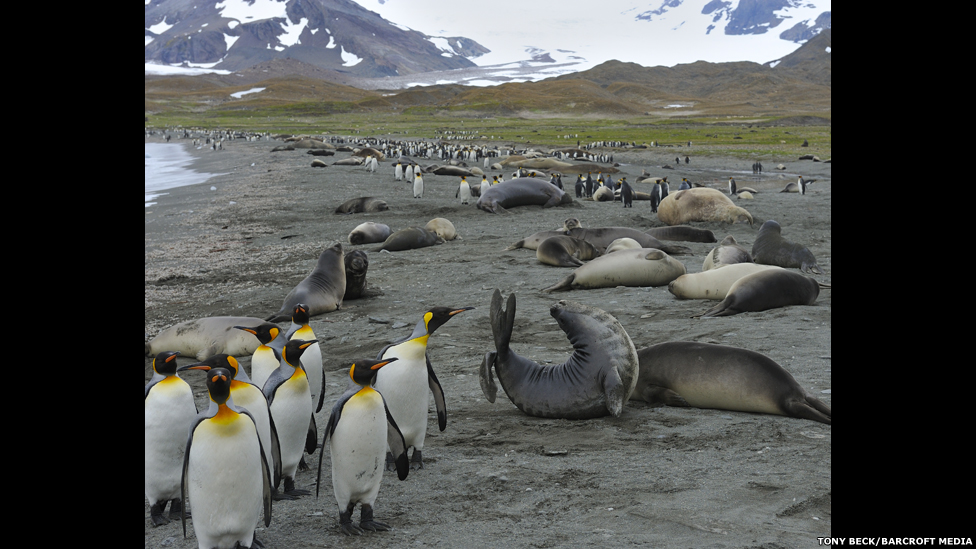 130122122738_bm_penguins_02.jpg