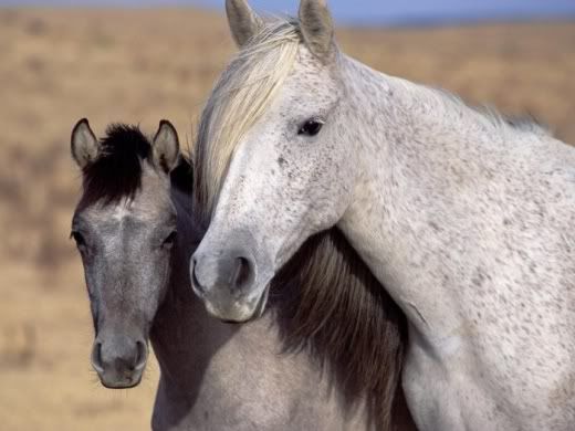 Animals_And_Their_Babies_6.jpg