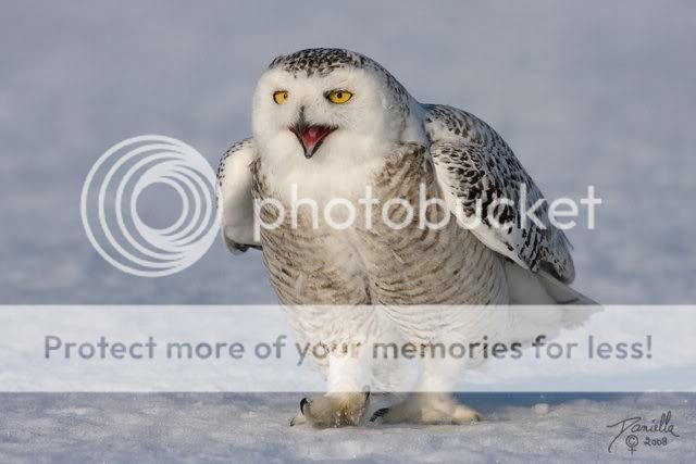 BeautifulSnowOwl12.jpg