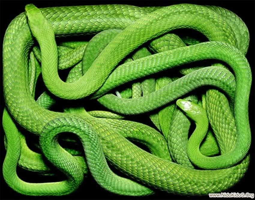 green-snake.jpg