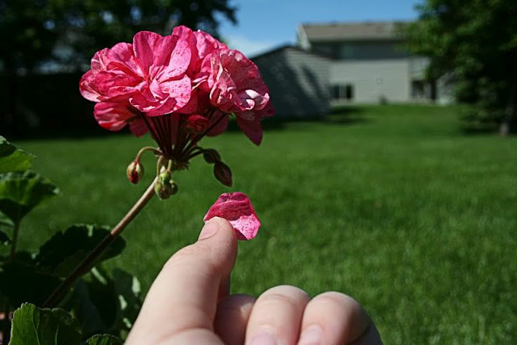 Pinkby358.jpg