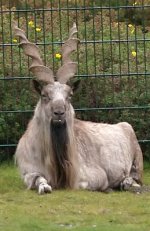 markhor.jpg