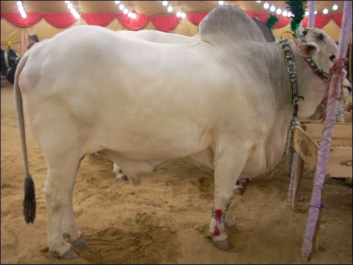 cow_mandi_2008_036.jpg