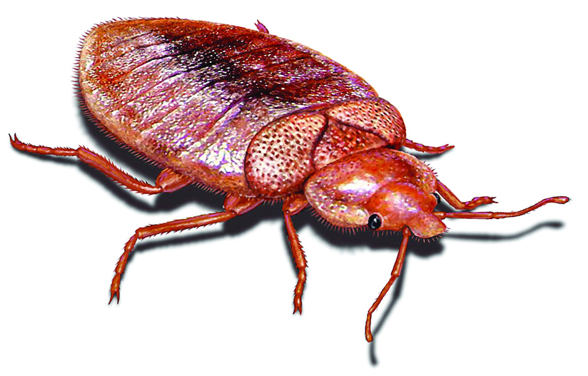 bed-bug-illustration_824x527.jpg