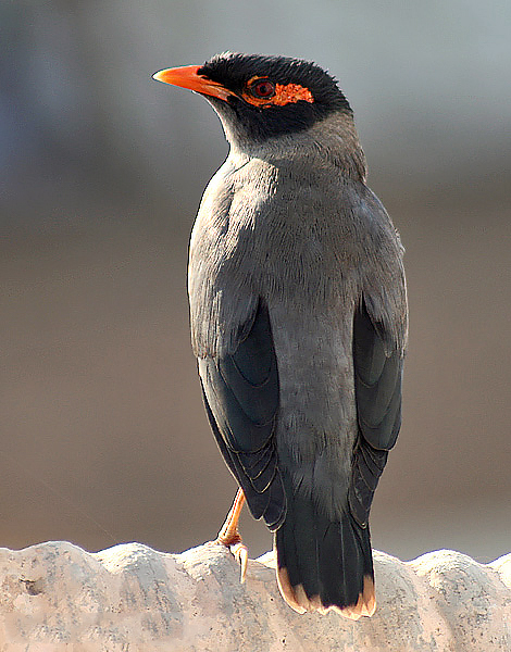 Bank_Myna_Im_IMG_9571.jpg