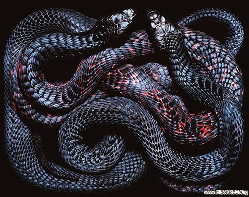 black-snake.jpg