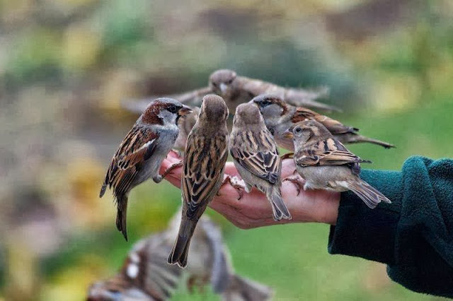 Beautiful-Birds.jpg
