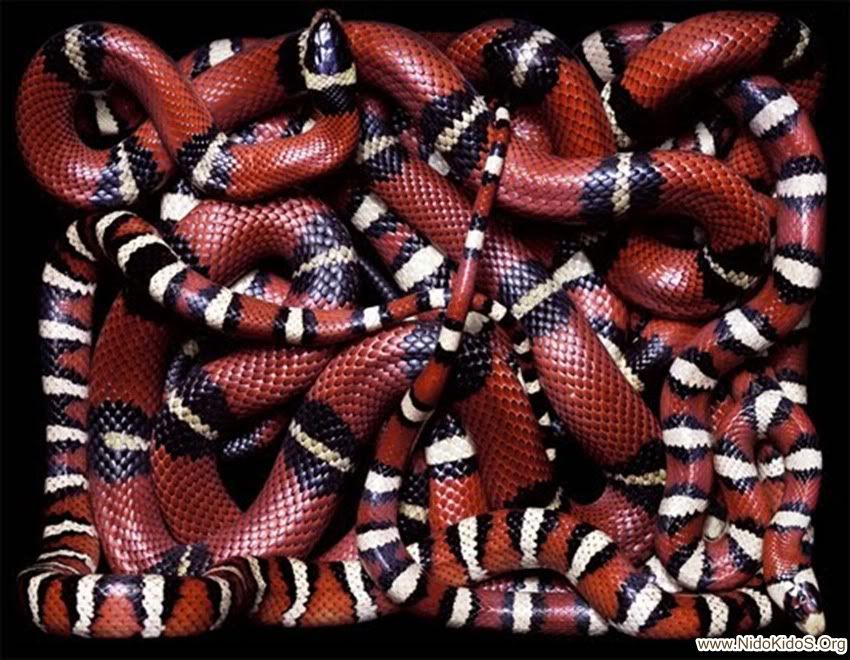 red-and-black-snake.jpg