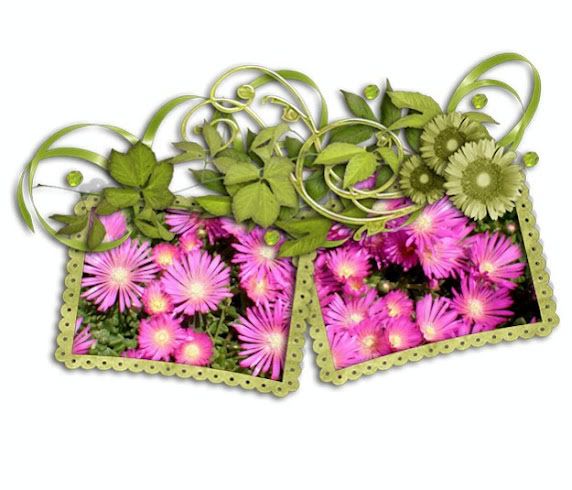 pinkby462.jpg
