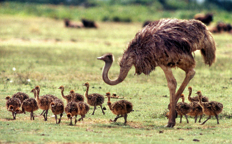 ostrich_fam.jpg