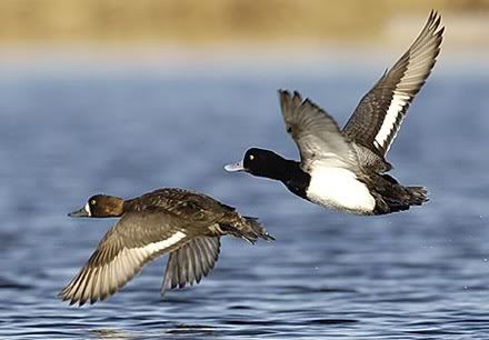 lesser_scaup.jpg