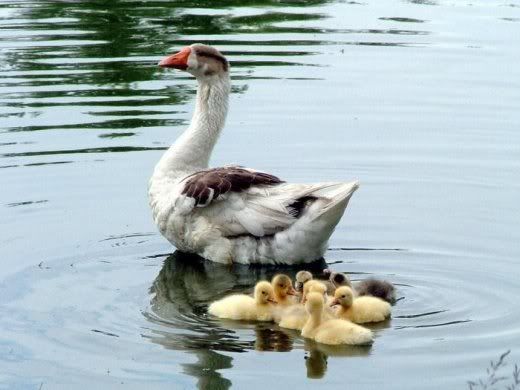 Animals_And_Their_Babies_7.jpg