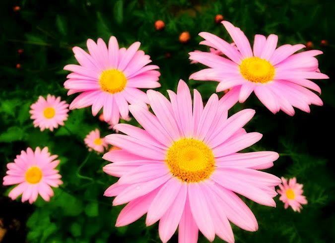 PINKby119.jpg