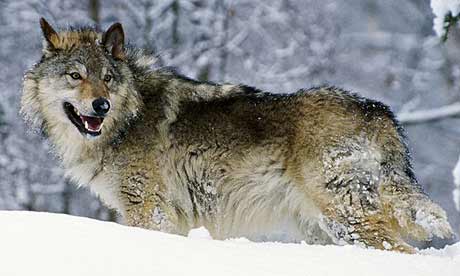 Wolf+Wildlife.jpg